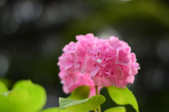 さくら色の紫陽花
