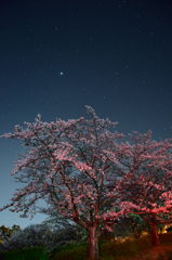 菊池公園の夜桜④