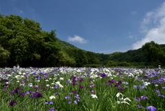 神楽女湖 花菖蒲と青空