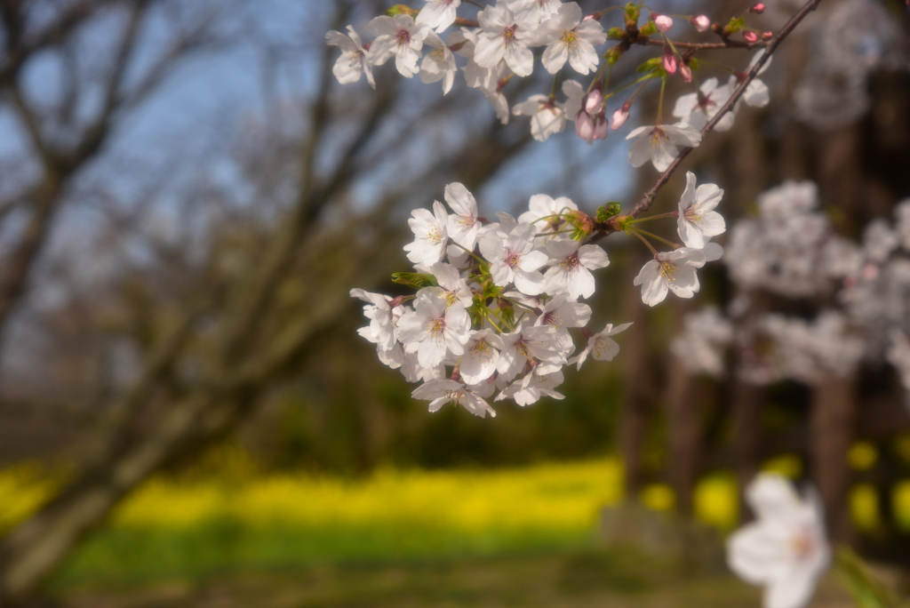 若葉の芽生え