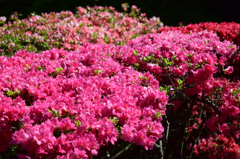 上野江植物公園
