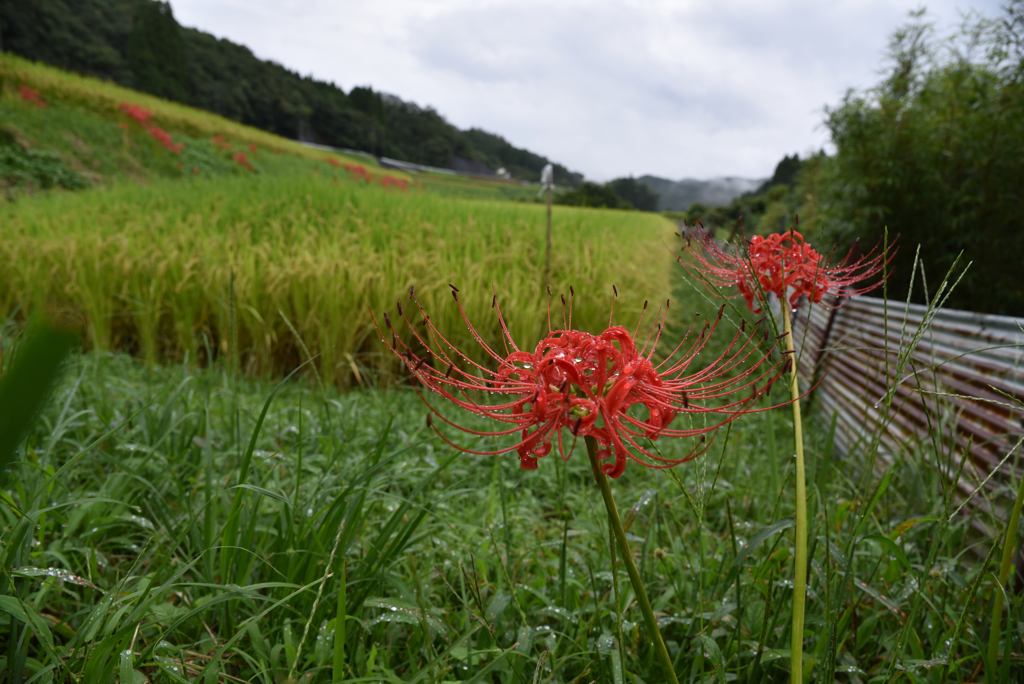 故郷の彼岸花