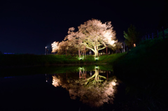 浅井の一本桜