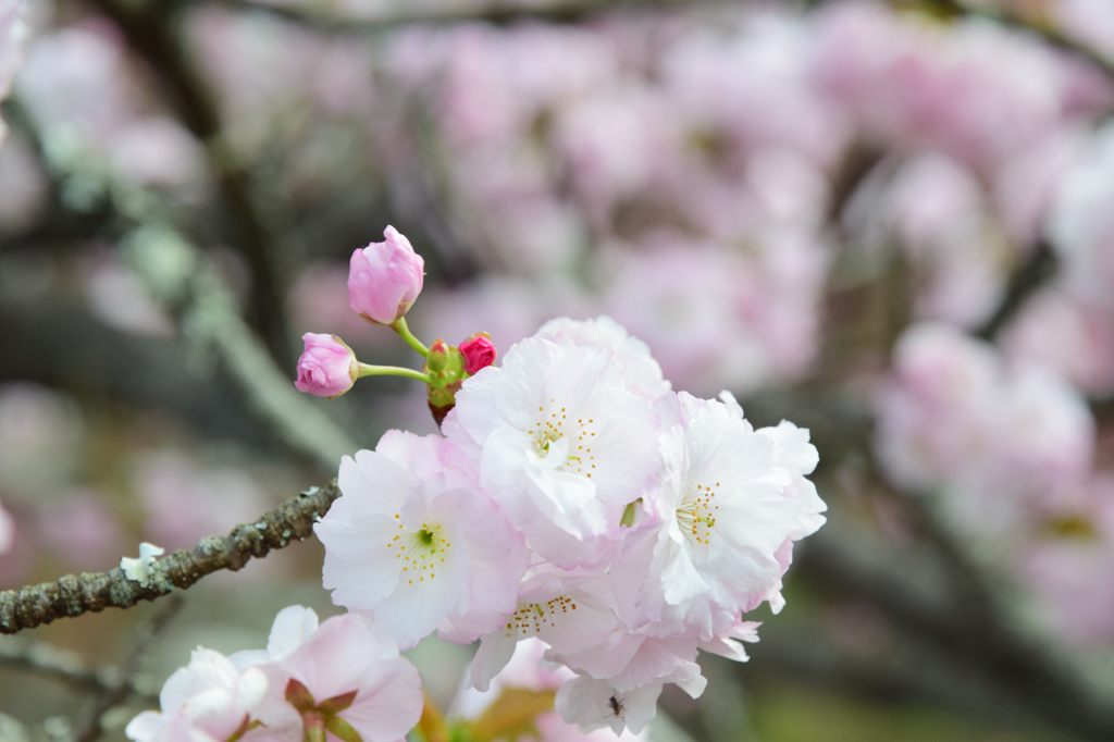 一心寺の桜⑦