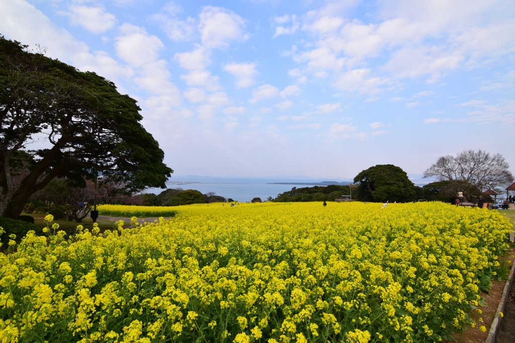 能古島の菜の花