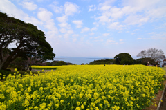 能古島の菜の花