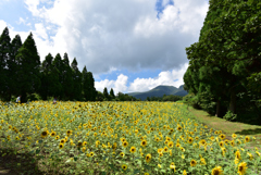 くじゅう花公園のひまわり畑