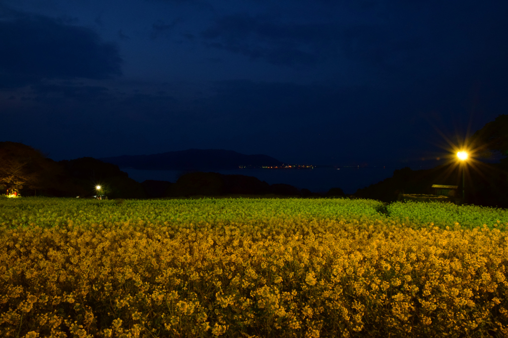 能古島菜の花ライトアップ By T I Id 写真共有サイト Photohito