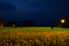 能古島菜の花ライトアップ