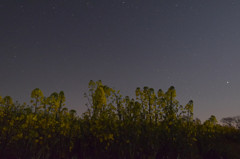 菜の花と星空