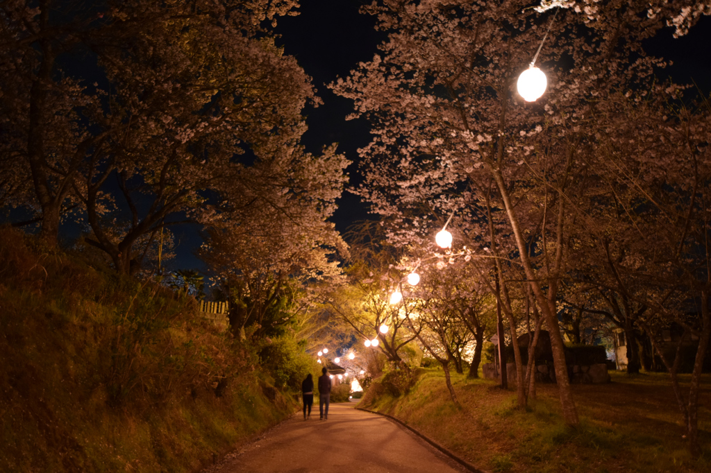 菊池公園ライトアップ①