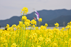 筵内の菜の花