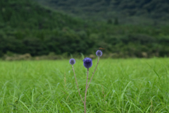 タデ原湿原のヒゴダイ②