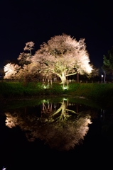 浅井の一本桜②