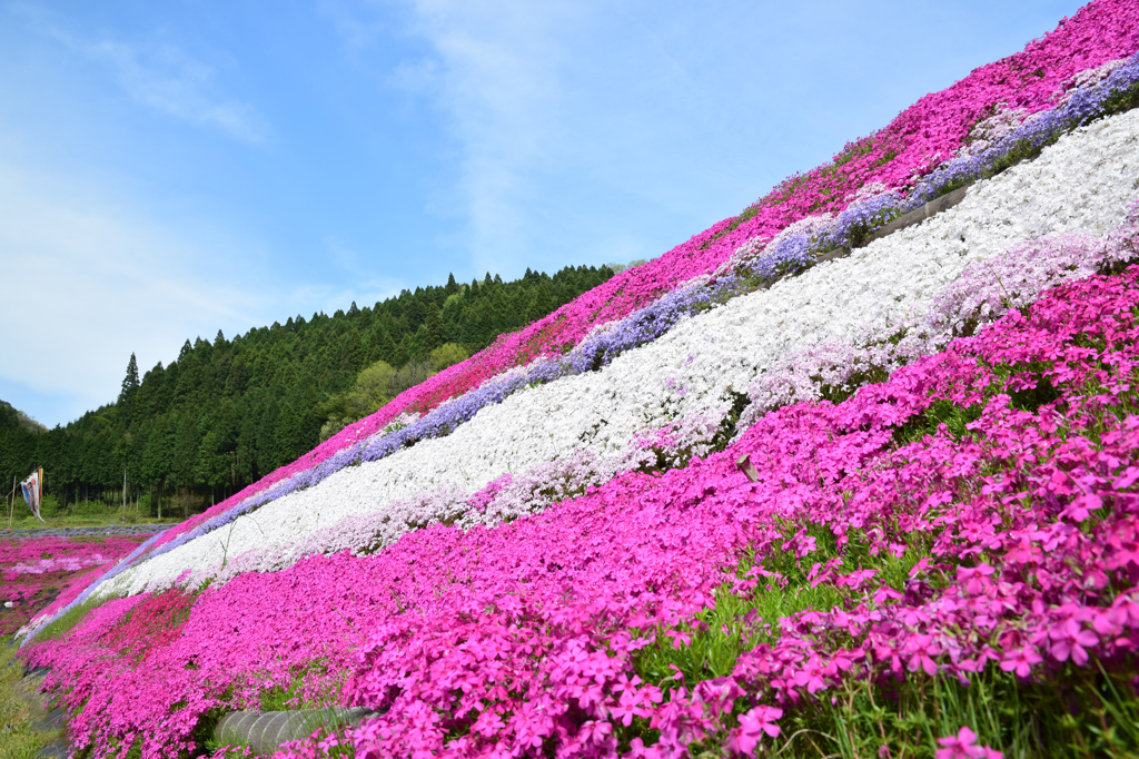 大道理芝桜まつり⑤