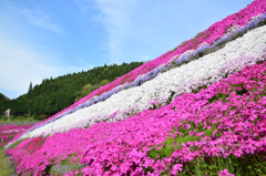 大道理芝桜まつり⑤