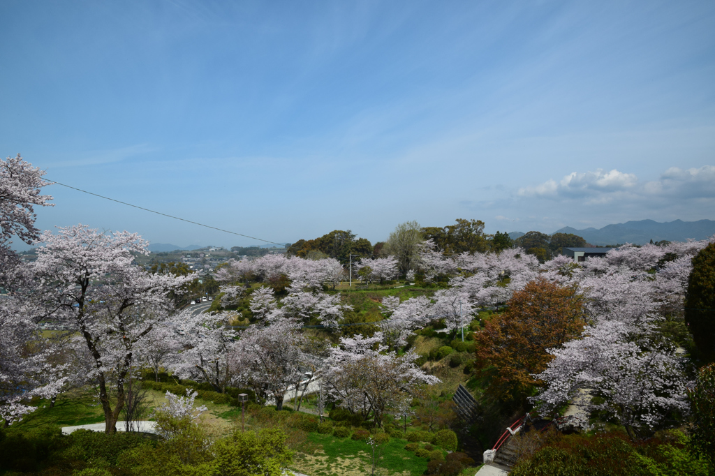 菊池公園の桜祭り