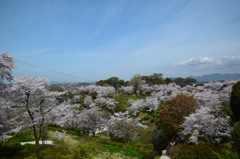菊池公園の桜祭り