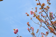 一心寺の桜②
