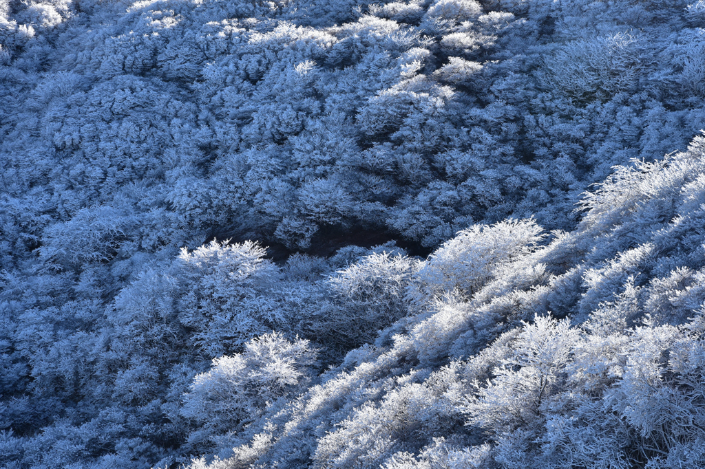 霧氷の森