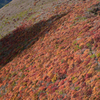 紅葉のパッチワーク