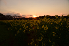 夕日に染まって②