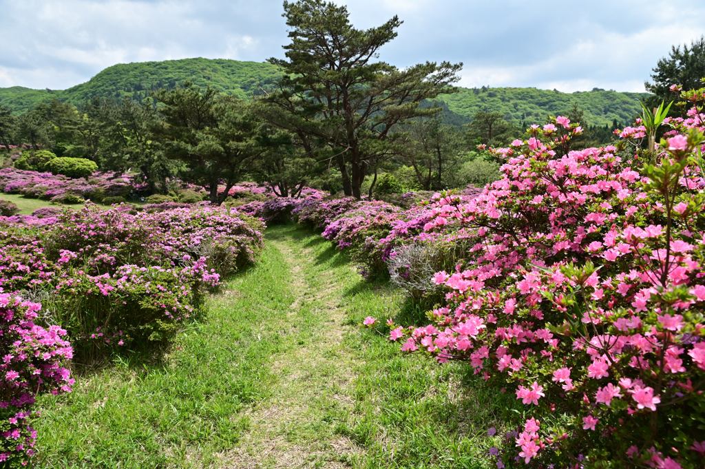 ミヤマキリシマの登山道