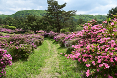 ミヤマキリシマの登山道