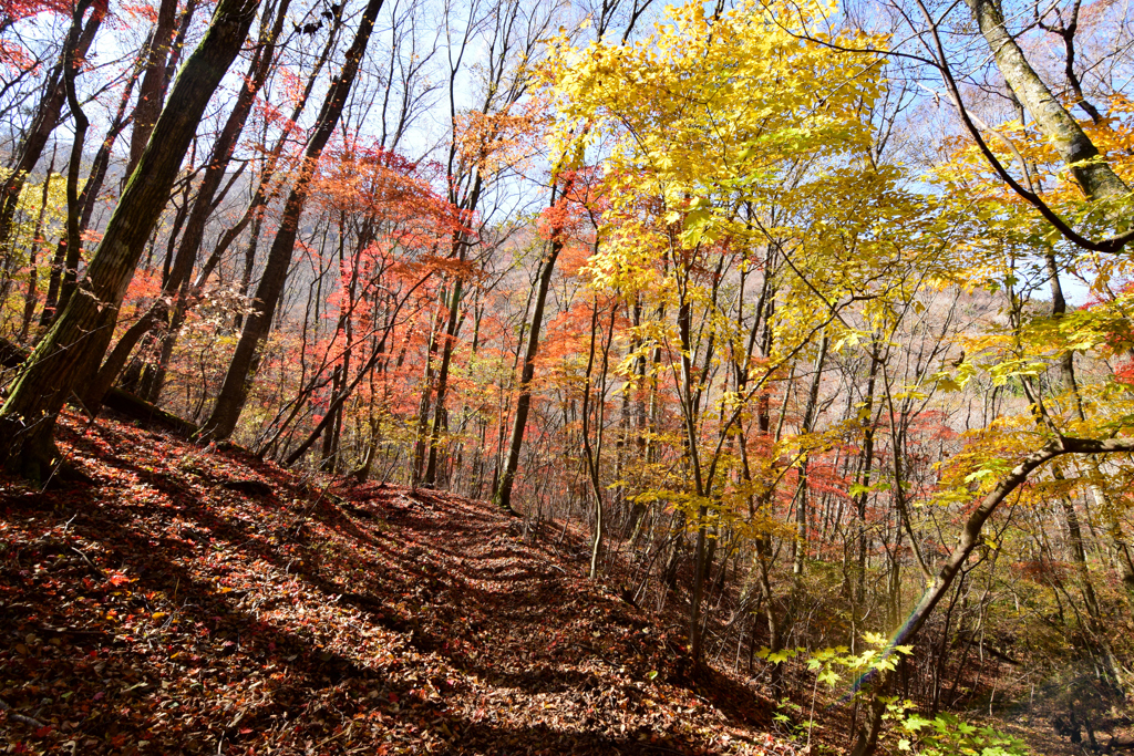 紅葉の登山道