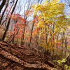 紅葉の登山道