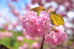 烏帽子岳のぼたん桜