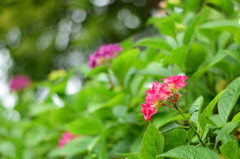 江汐公園の紫陽花②