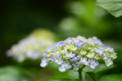 ふわふわ紫陽花