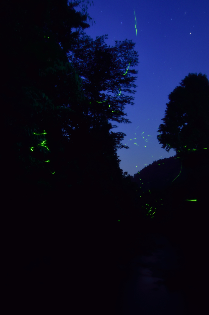 小川とホタル⑩