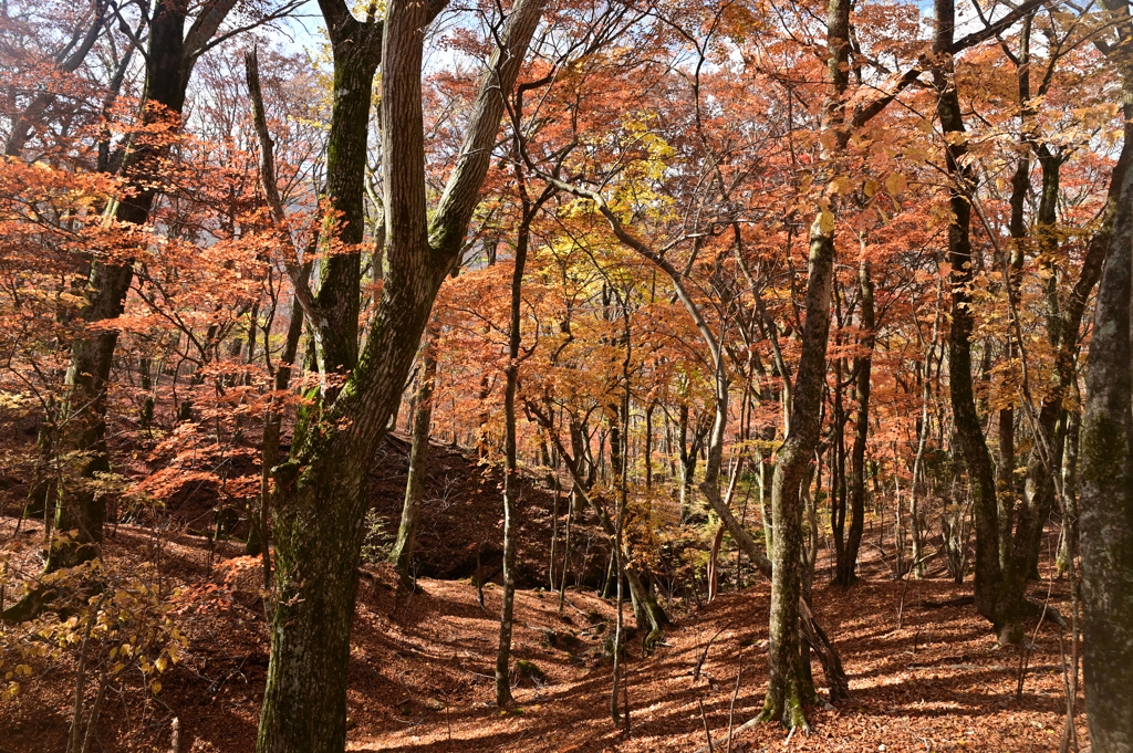 くじゅう紅葉Ⅷ