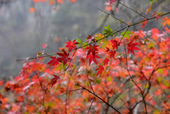 耶馬渓紅葉