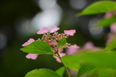 紫陽花を見上げて