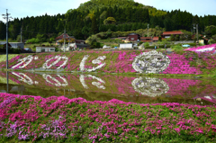 大道理芝桜まつり⑦