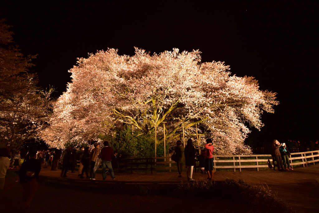 一心行の大桜④