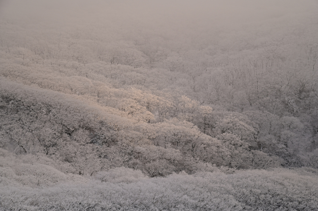 光差す霧氷の森