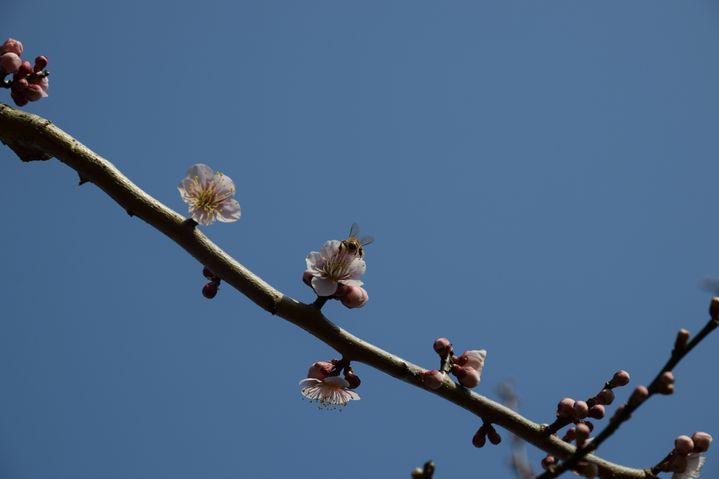 ぶんぶんぶ～ん