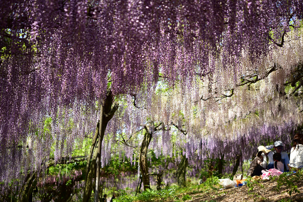 藤の花のカーテン②