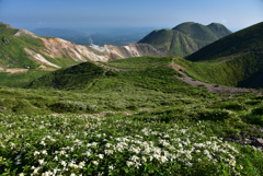 くじゅう連山のやまあじさい