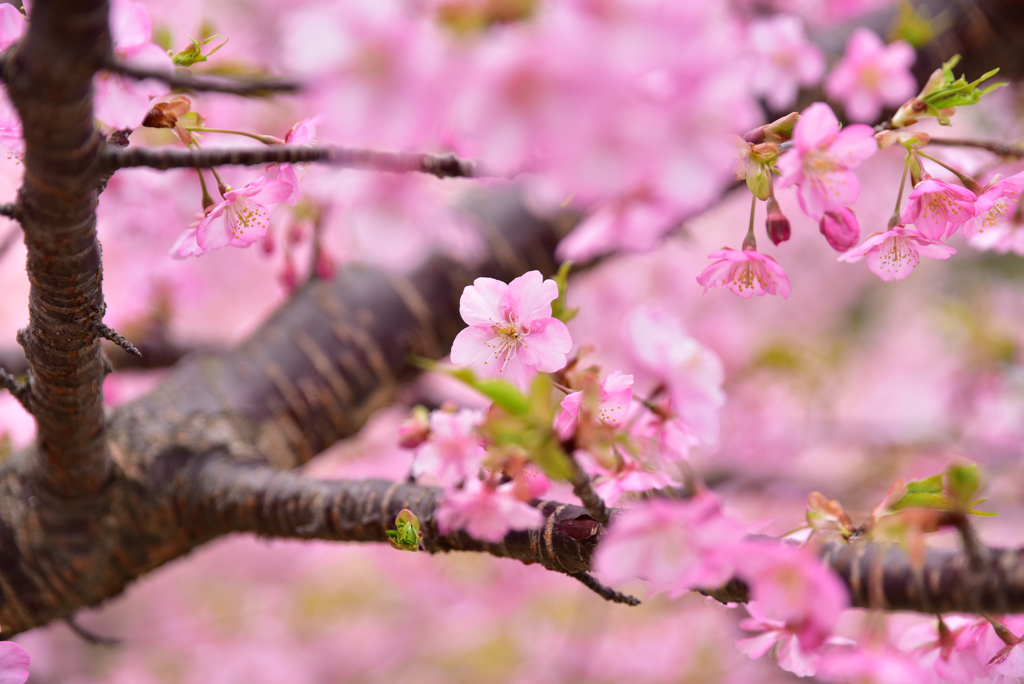 四浦半島の河津桜