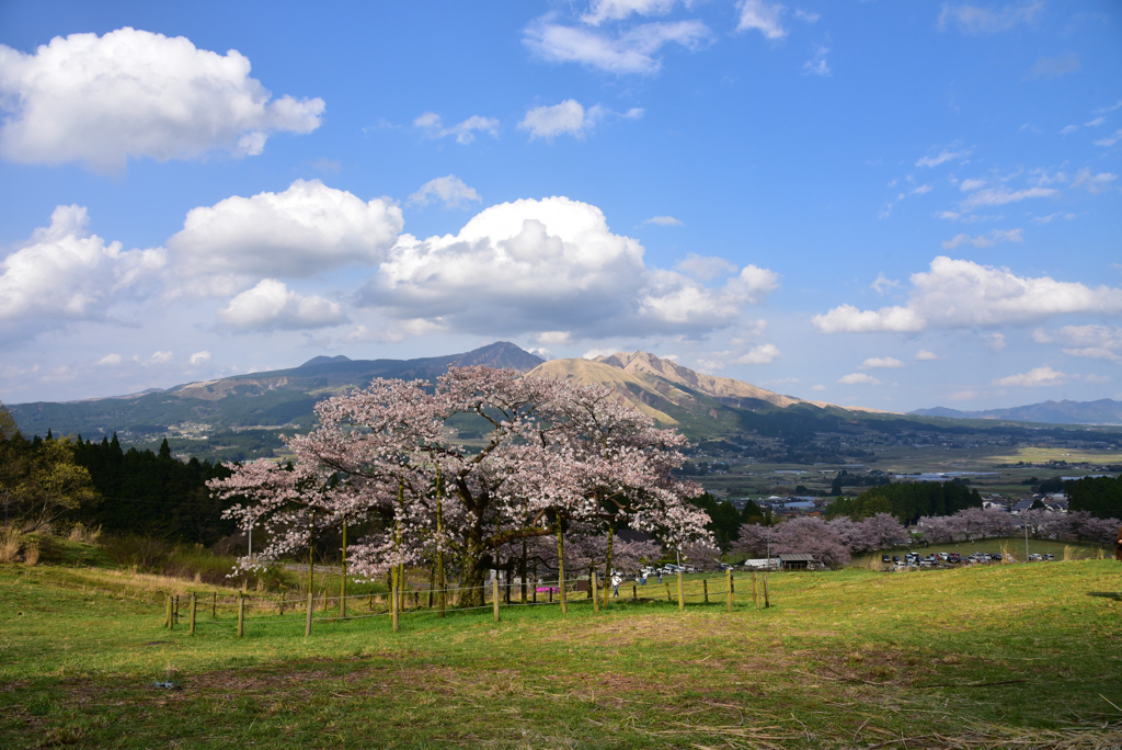 牧野の一本桜