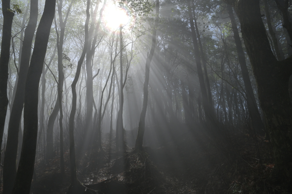 幻想的な登山道
