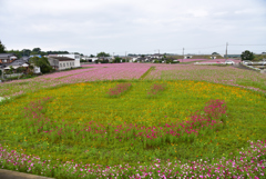 ニコニコ