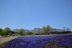 くじゅう花公園⑦