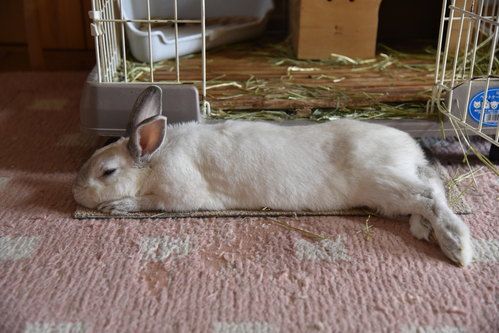 のんびりうさぎ②