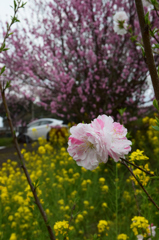 日田の桜